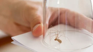 Spider