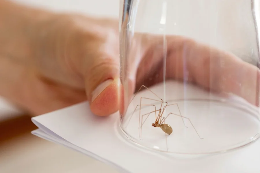 Spider